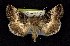  ( - CNCNoctuoidea6795)  @14 [ ] Unspecified (default): All Rights Reserved  Unspecified Unspecified