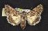  (Sympistis baloghi - CNCNoctuoidea6810)  @15 [ ] Unspecified (default): All Rights Reserved  Unspecified Unspecified