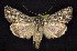  (Sympistis major - CNCNoctuoidea6836)  @13 [ ] Unspecified (default): All Rights Reserved  Unspecified Unspecified