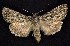  ( - CNCNoctuoidea6838)  @12 [ ] Unspecified (default): All Rights Reserved  Unspecified Unspecified
