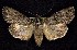  ( - CNCNoctuoidea7425)  @13 [ ] Unspecified (default): All Rights Reserved  Unspecified Unspecified