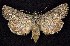 ( - CNCNoctuoidea7428)  @13 [ ] Unspecified (default): All Rights Reserved  Unspecified Unspecified