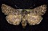  ( - CNCNoctuoidea7430)  @13 [ ] Unspecified (default): All Rights Reserved  Unspecified Unspecified