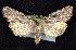  (Sympistis orbicularis - CNCNoctuoidea7434)  @14 [ ] Unspecified (default): All Rights Reserved  Unspecified Unspecified