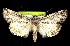  ( - CNCNoctuoidea7435)  @13 [ ] Unspecified (default): All Rights Reserved  Unspecified Unspecified