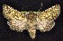  (Sympistis wilsonensis - CNCNoctuoidea7440)  @15 [ ] Unspecified (default): All Rights Reserved  Unspecified Unspecified