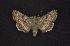  (Sympistis anubis - CNCNoctuoidea7441)  @13 [ ] Unspecified (default): All Rights Reserved  Unspecified Unspecified