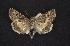  (Sympistis incubus - CNCNoctuoidea7452)  @13 [ ] Unspecified (default): All Rights Reserved  Unspecified Unspecified