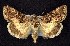  ( - CNCNoctuoidea7454)  @14 [ ] Unspecified (default): All Rights Reserved  Unspecified Unspecified