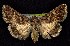  ( - CNCNoctuoidea7456)  @13 [ ] Unspecified (default): All Rights Reserved  Unspecified Unspecified