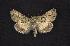  ( - CNCNoctuoidea7458)  @13 [ ] Unspecified (default): All Rights Reserved  Unspecified Unspecified