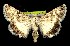  (Sympistis tartarea - CNCNoctuoidea7460)  @14 [ ] Unspecified (default): All Rights Reserved  Unspecified Unspecified