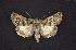  (Sympistis insanina - CNCNoctuoidea7463)  @14 [ ] Unspecified (default): All Rights Reserved  Unspecified Unspecified