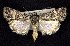  ( - CNCNoctuoidea7466)  @14 [ ] Unspecified (default): All Rights Reserved  Unspecified Unspecified