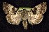  (Sympistis extremis - CNCNoctuoidea7473)  @15 [ ] Unspecified (default): All Rights Reserved  Unspecified Unspecified