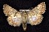  (Sympistis hapi - CNCNoctuoidea7474)  @14 [ ] Unspecified (default): All Rights Reserved  Unspecified Unspecified