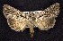  (Sympistis chandleri - CNCNoctuoidea7479)  @13 [ ] Unspecified (default): All Rights Reserved  Unspecified Unspecified