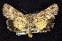  (Sympistis regina - CNCNoctuoidea7488)  @14 [ ] Unspecified (default): All Rights Reserved  Unspecified Unspecified