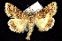  ( - CNCNoctuoidea7491)  @13 [ ] Unspecified (default): All Rights Reserved  Unspecified Unspecified