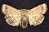  ( - CNCNoctuoidea7497)  @13 [ ] Unspecified (default): All Rights Reserved  Unspecified Unspecified
