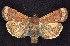  ( - CNCNoctuoidea7498)  @14 [ ] Unspecified (default): All Rights Reserved  Unspecified Unspecified