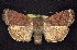  ( - CNCNoctuoidea7499)  @14 [ ] Unspecified (default): All Rights Reserved  Unspecified Unspecified
