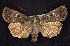  (Abagrotis mirabilis - CNCNoctuoidea7504)  @14 [ ] Unspecified (default): All Rights Reserved  Unspecified Unspecified