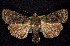  ( - CNCNoctuoidea7519)  @14 [ ] Unspecified (default): All Rights Reserved  Unspecified Unspecified