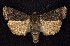  ( - CNCNoctuoidea7520)  @14 [ ] Unspecified (default): All Rights Reserved  Unspecified Unspecified