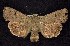 ( - CNCNoctuoidea7523)  @13 [ ] Unspecified (default): All Rights Reserved  Unspecified Unspecified