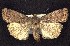  ( - CNCNoctuoidea7538)  @14 [ ] Unspecified (default): All Rights Reserved  Unspecified Unspecified