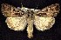  ( - CNCNoctuoidea7543)  @14 [ ] Unspecified (default): All Rights Reserved  Unspecified Unspecified