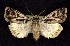  ( - CNCNoctuoidea7547)  @15 [ ] Unspecified (default): All Rights Reserved  Unspecified Unspecified