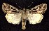 ( - CNCNoctuoidea7550)  @14 [ ] Unspecified (default): All Rights Reserved  Unspecified Unspecified