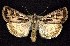  ( - CNCNoctuoidea7551)  @14 [ ] Unspecified (default): All Rights Reserved  Unspecified Unspecified