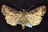  ( - CNCNoctuoidea7570)  @15 [ ] Unspecified (default): All Rights Reserved  Unspecified Unspecified