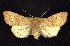  ( - CNCNoctuoidea7588)  @14 [ ] Unspecified (default): All Rights Reserved  Unspecified Unspecified