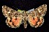  ( - CNCNoctuoidea7594)  @14 [ ] Unspecified (default): All Rights Reserved  Unspecified Unspecified