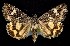  (Drasteria maculosa - CNCNoctuoidea7596)  @13 [ ] Unspecified (default): All Rights Reserved  Unspecified Unspecified