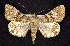  ( - CNCNoctuoidea7600)  @14 [ ] Unspecified (default): All Rights Reserved  Unspecified Unspecified
