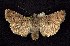  ( - CNCNoctuoidea7632)  @14 [ ] Unspecified (default): All Rights Reserved  Unspecified Unspecified