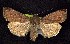  ( - CNCNoctuoidea7647)  @13 [ ] Unspecified (default): All Rights Reserved  Unspecified Unspecified