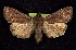 ( - CNCNoctuoidea7648)  @13 [ ] Unspecified (default): All Rights Reserved  Unspecified Unspecified