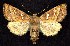  ( - CNCNoctuoidea7675)  @13 [ ] Unspecified (default): All Rights Reserved  Unspecified Unspecified