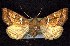 ( - CNCNoctuoidea7676)  @12 [ ] Unspecified (default): All Rights Reserved  Unspecified Unspecified