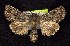  ( - CNCNoctuoidea7712)  @14 [ ] Unspecified (default): All Rights Reserved  Unspecified Unspecified