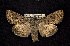  ( - CNCNoctuoidea7713)  @12 [ ] Unspecified (default): All Rights Reserved  Unspecified Unspecified