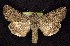  ( - CNCNoctuoidea7715)  @13 [ ] Unspecified (default): All Rights Reserved  Unspecified Unspecified
