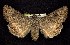  ( - CNCNoctuoidea7717)  @13 [ ] Unspecified (default): All Rights Reserved  Unspecified Unspecified