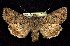  ( - CNCNoctuoidea7725)  @14 [ ] Unspecified (default): All Rights Reserved  Unspecified Unspecified
